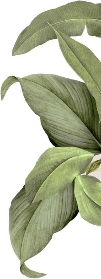 Planta Decorativa